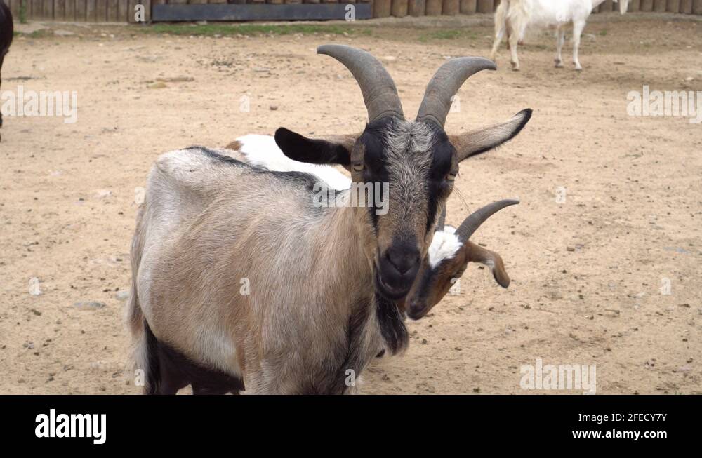 Wild goat chewing grass Stock Videos & Footage HD and 4K Video Clips