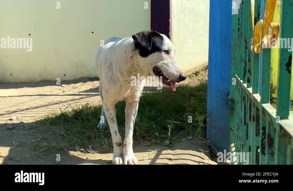 Animals abandon Stock Videos & Footage HD and 4K Video Clips Alamy