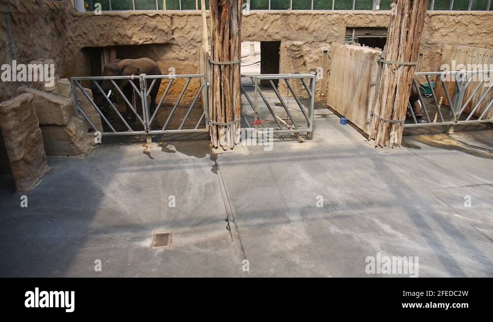 Elephant house Stock Videos & Footage - HD and 4K Video Clips - Alamy