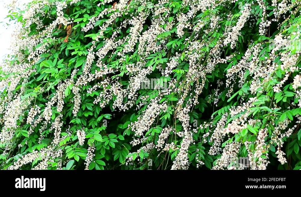 Jewel vine, Hog creeper, Malay jewelvine on banyan tree Stock Video Footage Alamy