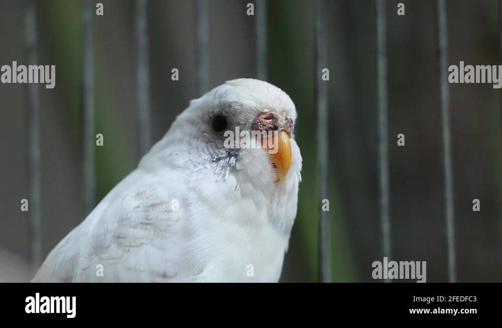 Female Budgie (Parakeet) in cage looks like it is talking. White and