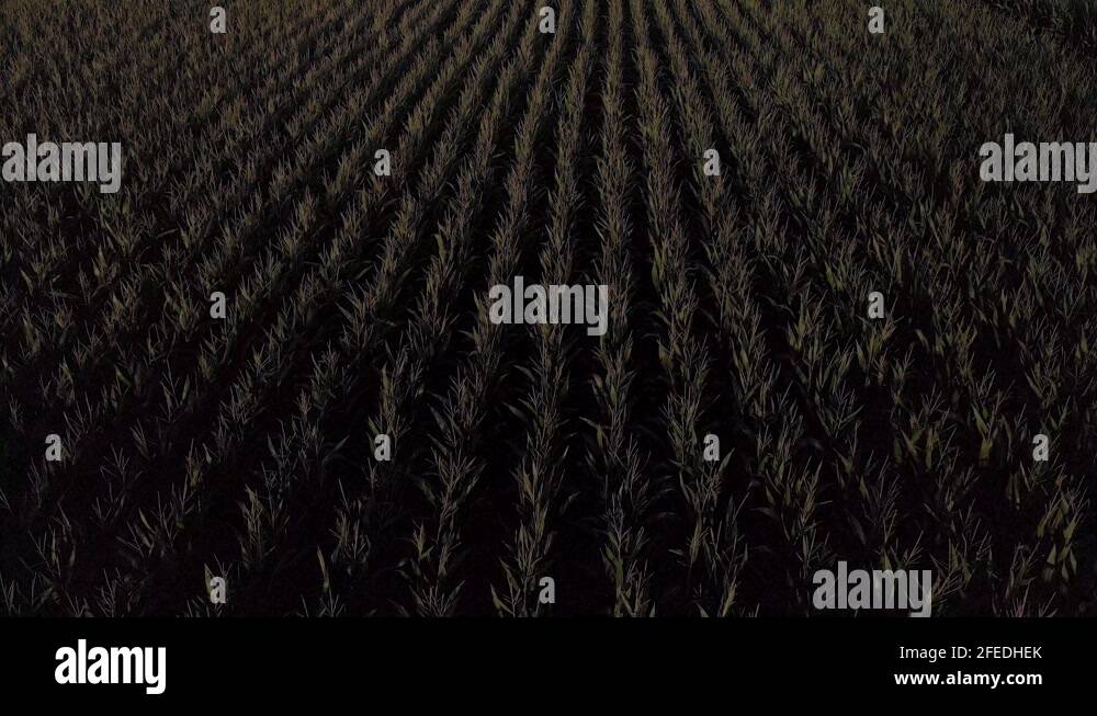 Wind cornfield Stock Videos & Footage HD and 4K Video Clips Alamy