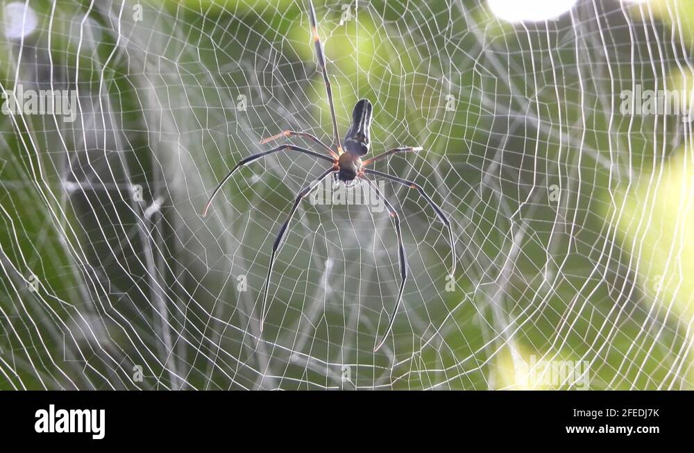 How spider produce silk Stock Videos & Footage HD and 4K Video Clips Alamy