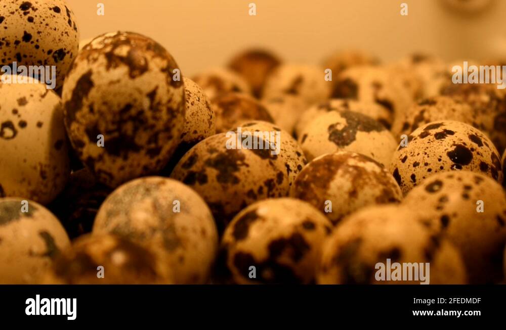 Rare bird eggs Stock Videos & Footage HD and 4K Video Clips Alamy