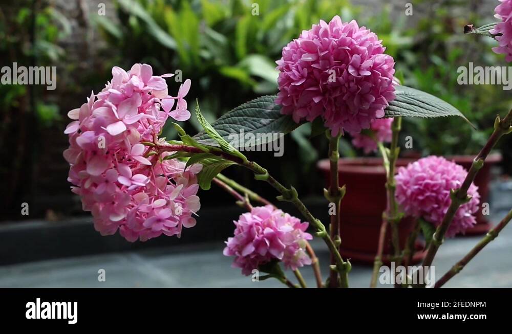 Hydrangeas in vase Stock Videos & Footage HD and 4K Video Clips Alamy