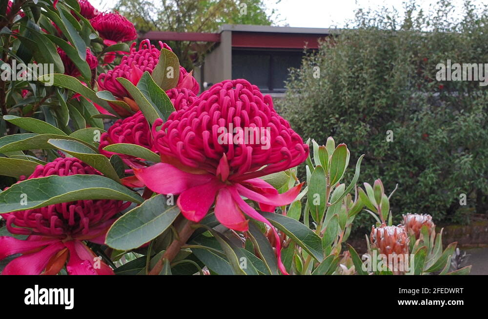 Waratah flower Stock Videos & Footage HD and 4K Video Clips Alamy
