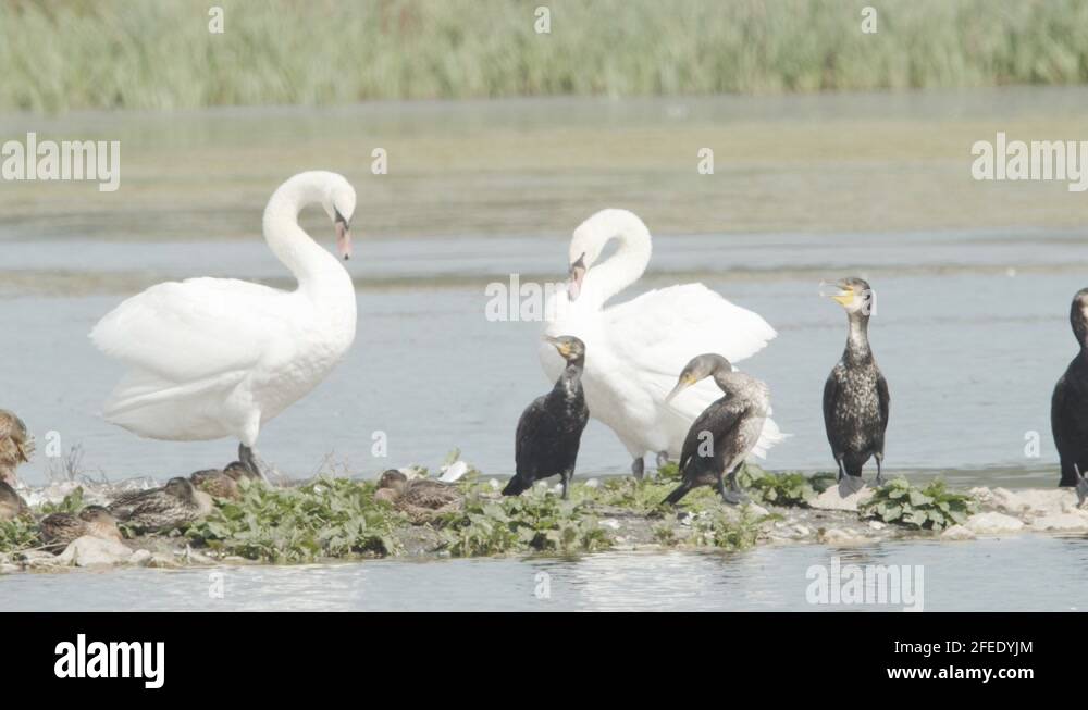 Swan Mating Rituals Mating swans Stock Videos & Footage - HD and 4K Video Clips - Alamy