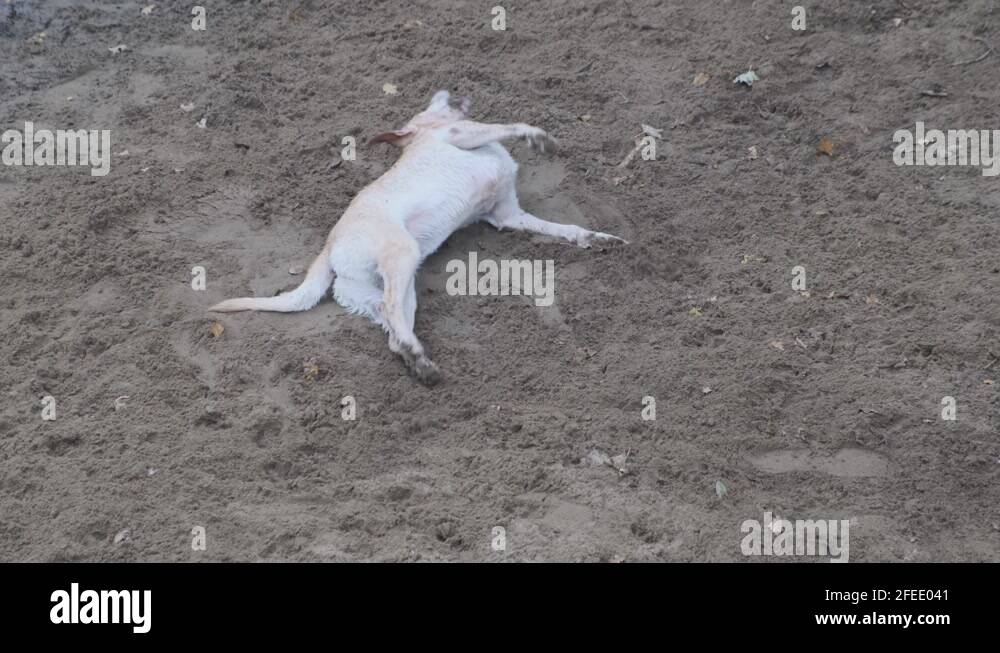 Dog in mud Stock Videos & Footage HD and 4K Video Clips Alamy