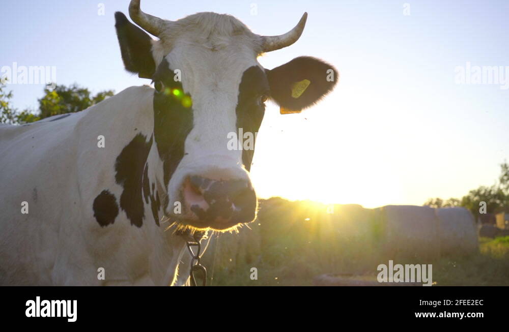 Black white horns Stock Videos & Footage - HD and 4K Video Clips - Alamy