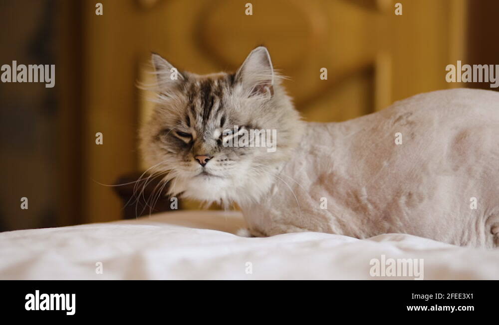 Shaved cat Stock Videos & Footage HD and 4K Video Clips Alamy