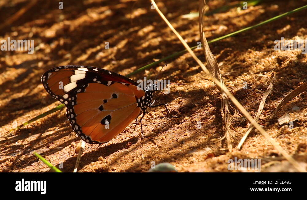 Desert butterfly Stock Videos & Footage HD and 4K Video Clips Alamy