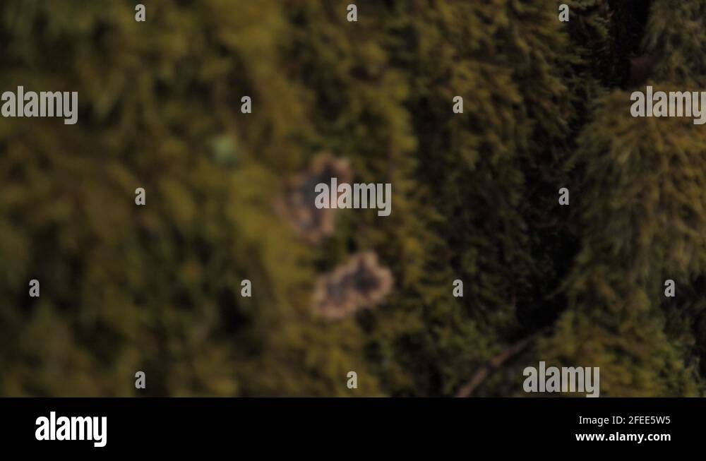 Her smell moss Stock Videos & Footage HD and 4K Video Clips Alamy