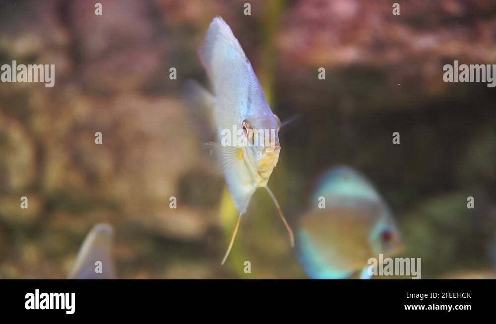 Peru river amazon fish Stock Videos & Footage HD and 4K Video Clips