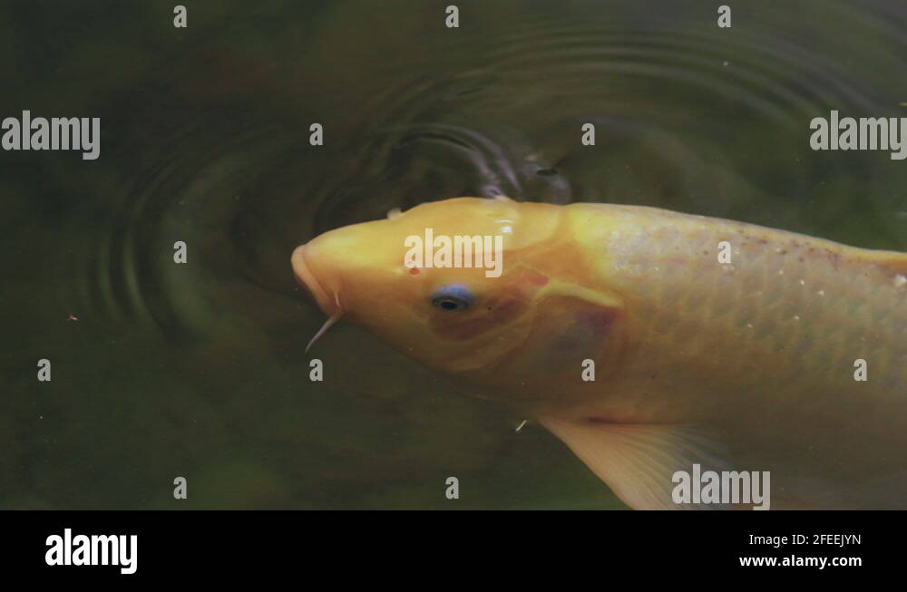 Pet zen garden grass Stock Videos & Footage HD and 4K Video Clips Alamy