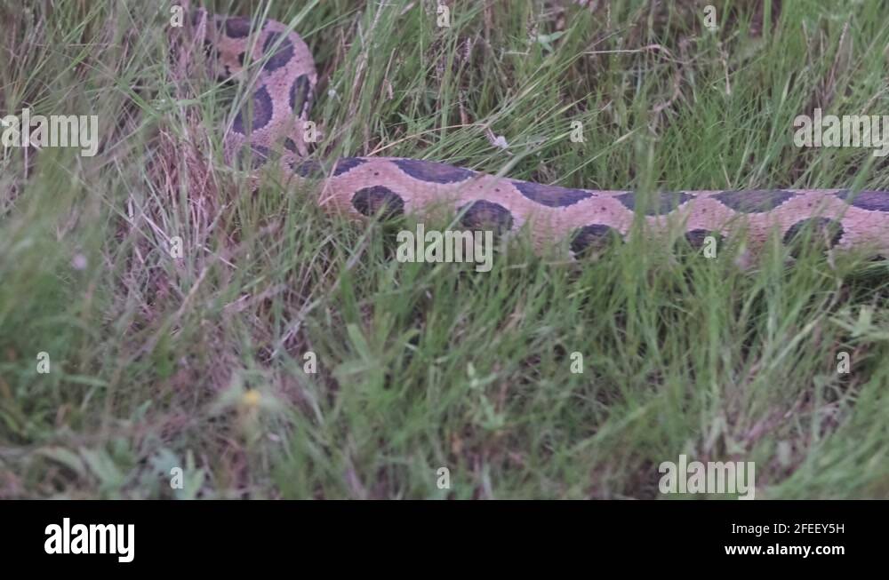Russells viper snake characteristic crawl slither through grass Stock