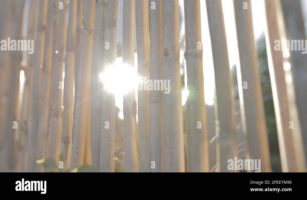 Bamboo reed Stock Videos & Footage HD and 4K Video Clips Alamy