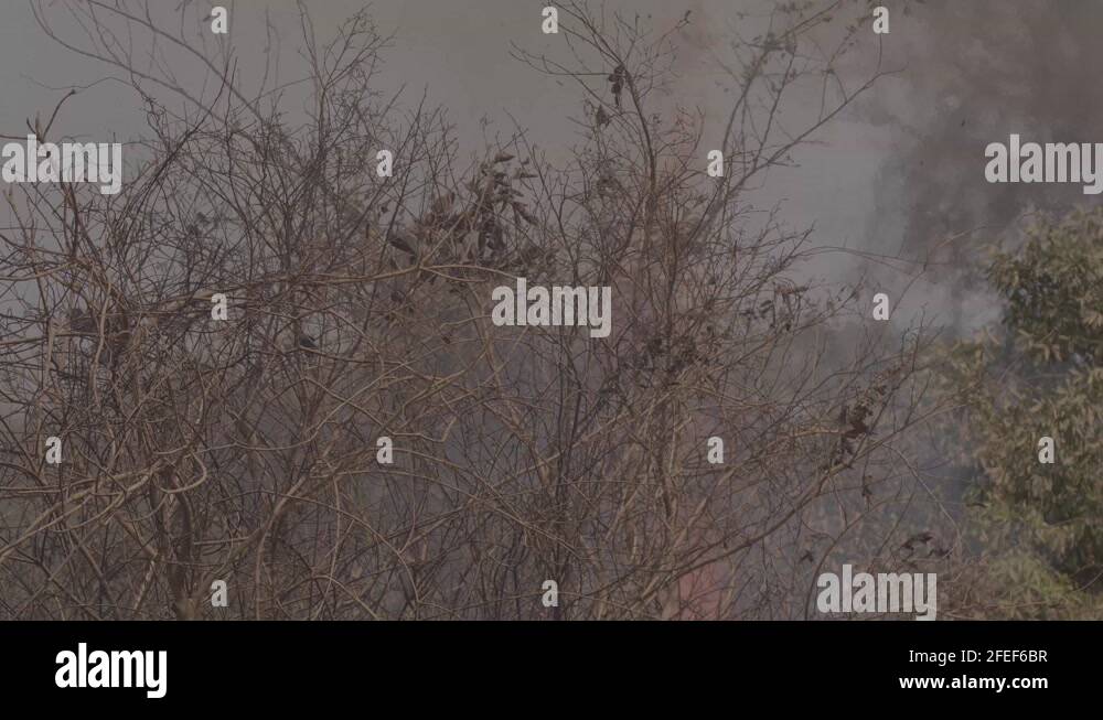 Amazon rainforest burning during wildfire 2020 Stock Video Footage Alamy