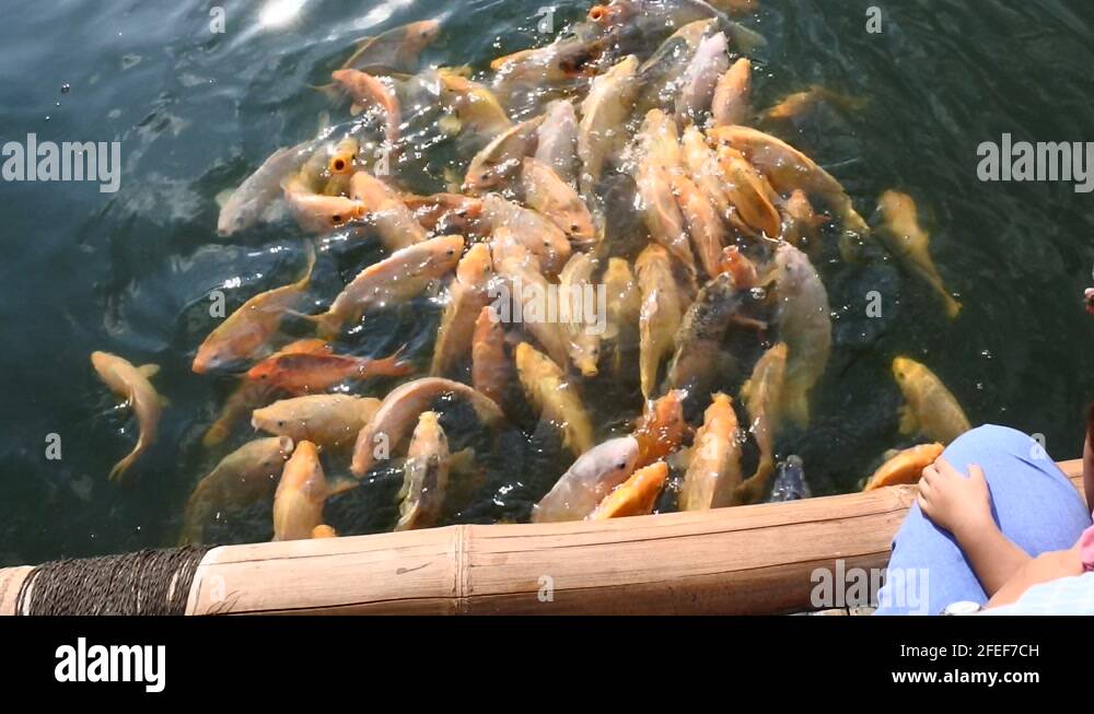 fish farming in artificial ponds Stock Video Footage Alamy