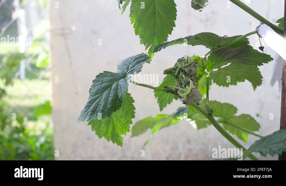 Harm to plants Stock Videos & Footage HD and 4K Video Clips Alamy