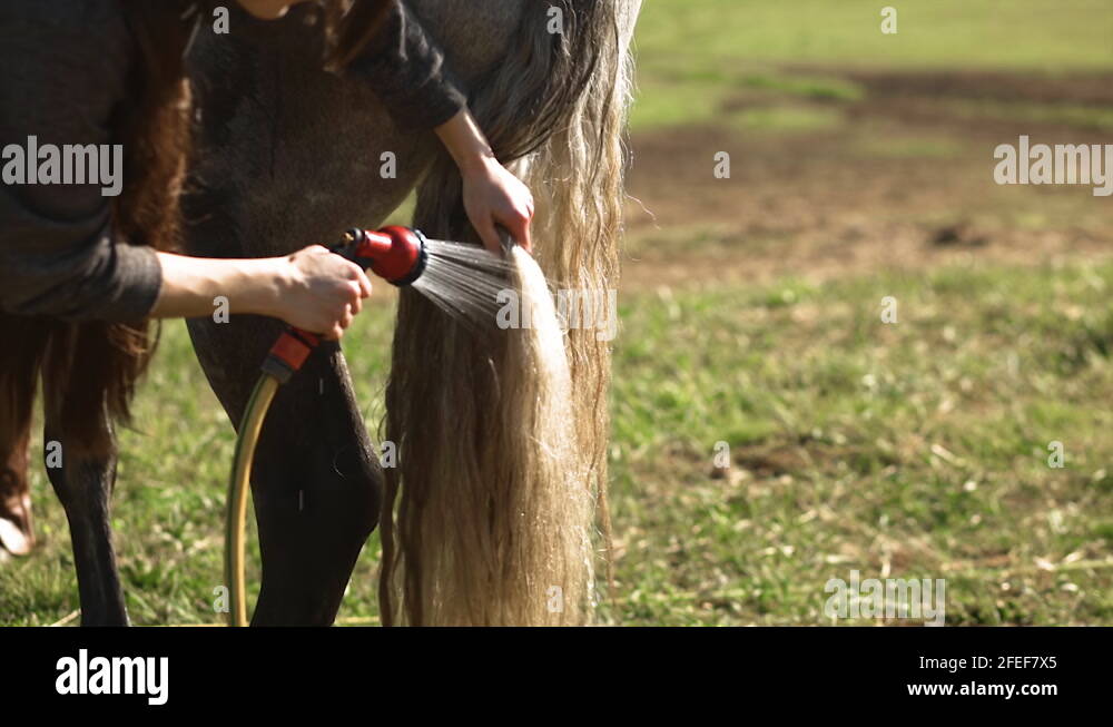 Washing horses tail Stock Videos & Footage HD and 4K Video Clips Alamy