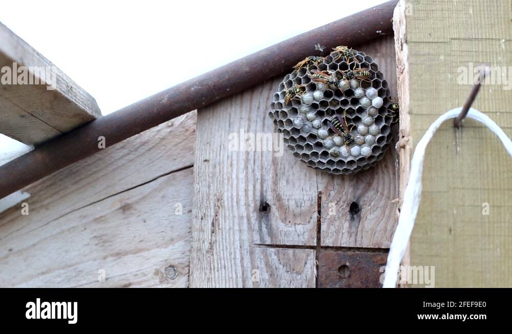 Wasp wasps nest bike Stock Videos & Footage HD and 4K Video Clips Alamy