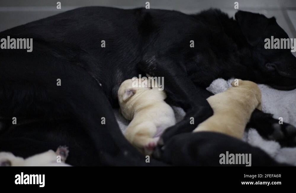 Labrador puppies breastfeeding from their mother Stock Video Footage