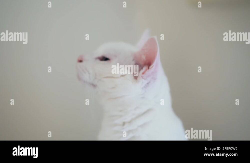 Japanese tabby cat Stock Videos & Footage HD and 4K Video Clips Alamy