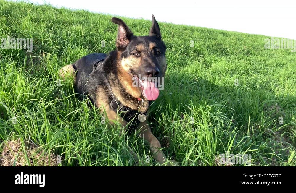Shepherd panting Stock Videos & Footage - HD and 4K Video Clips - Alamy