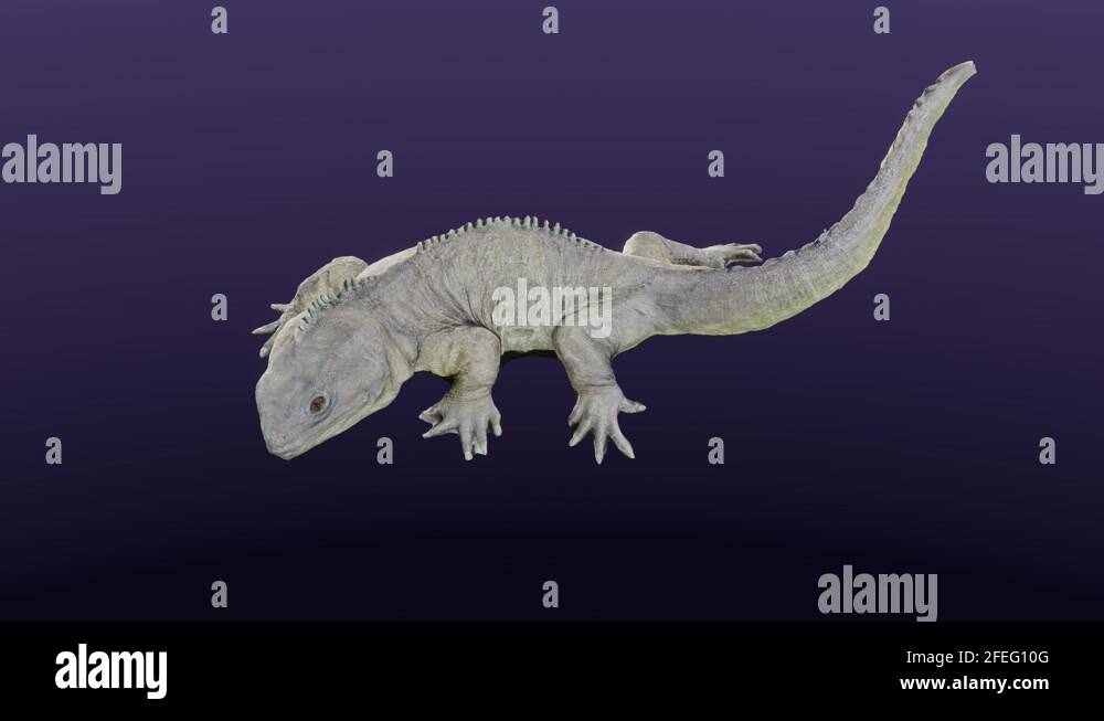 Omnivore lizard Stock Videos &amp; Footage - HD and 4K Video Clips - Alamy