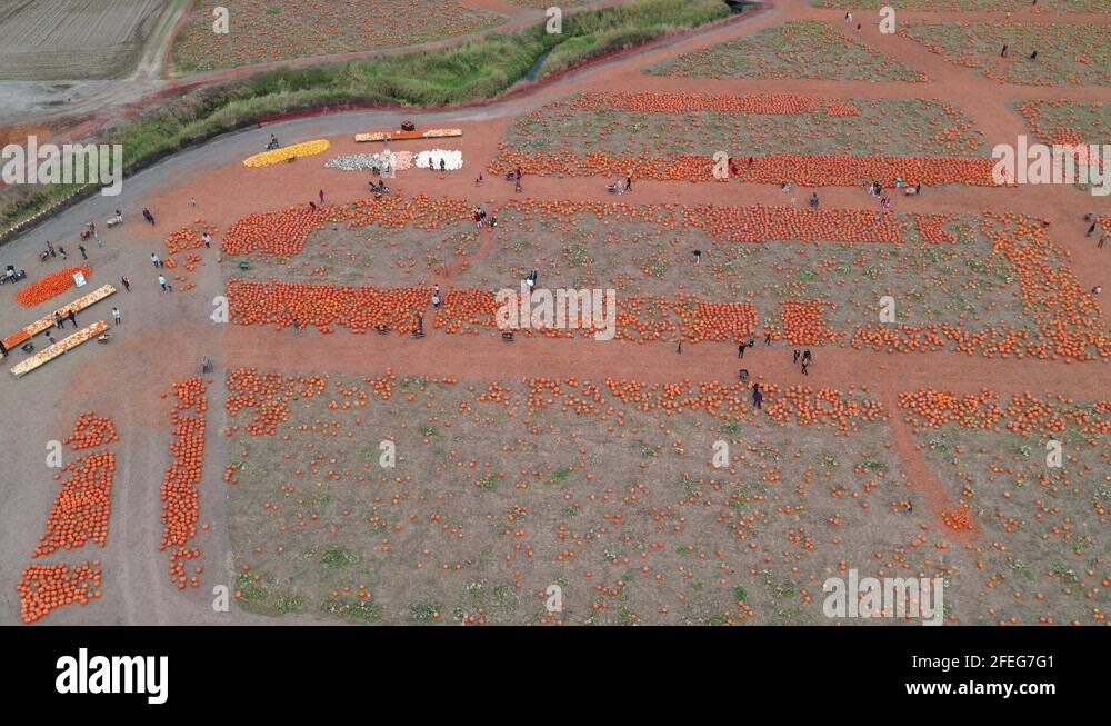 King corn Stock Videos & Footage HD and 4K Video Clips Alamy