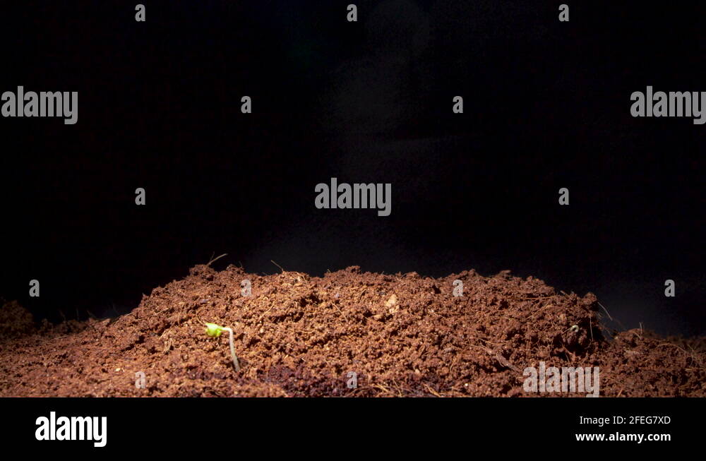 Parsley seed Stock Videos & Footage HD and 4K Video Clips Alamy