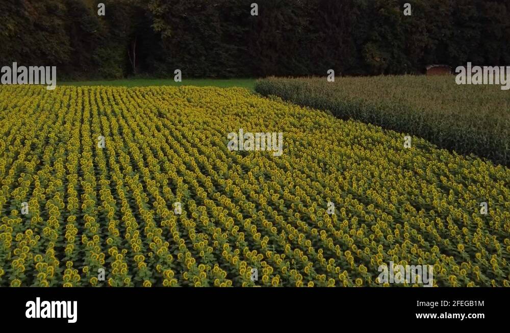 Corn sunflowers Stock Videos & Footage HD and 4K Video Clips Alamy