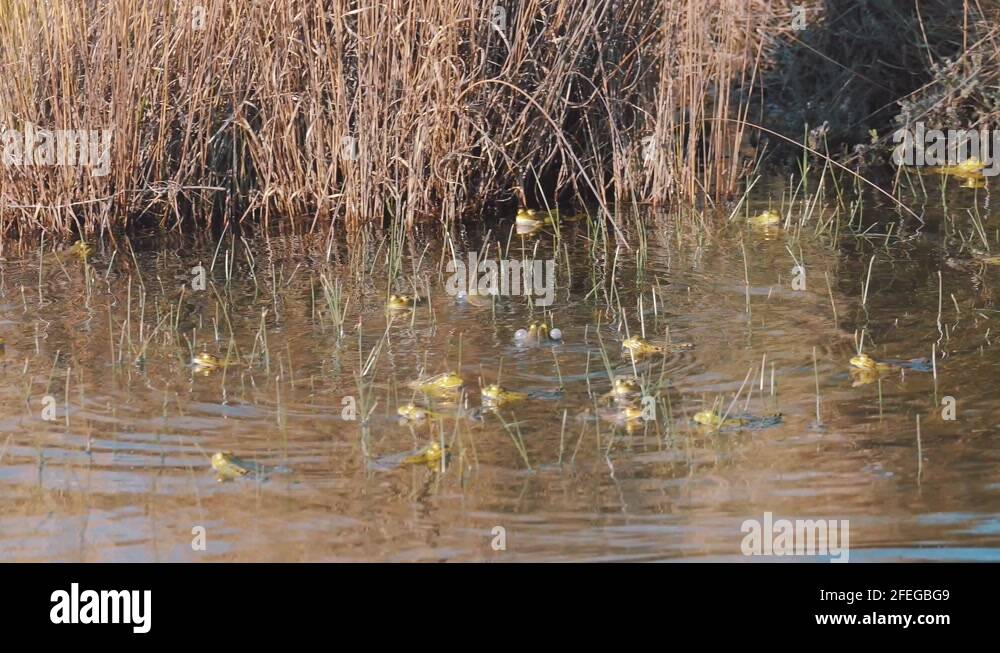Frogs splashing around on water surface in river, blowing cheeks