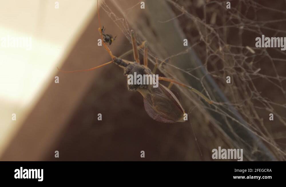 Australian insects Stock Videos & Footage - HD and 4K Video Clips - Alamy