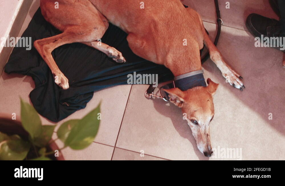 Animal shelters Stock Videos & Footage HD and 4K Video Clips Alamy