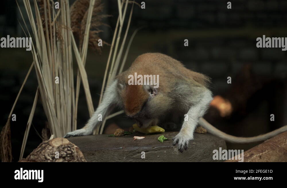 Fastest primate Stock Videos & Footage HD and 4K Video Clips Alamy