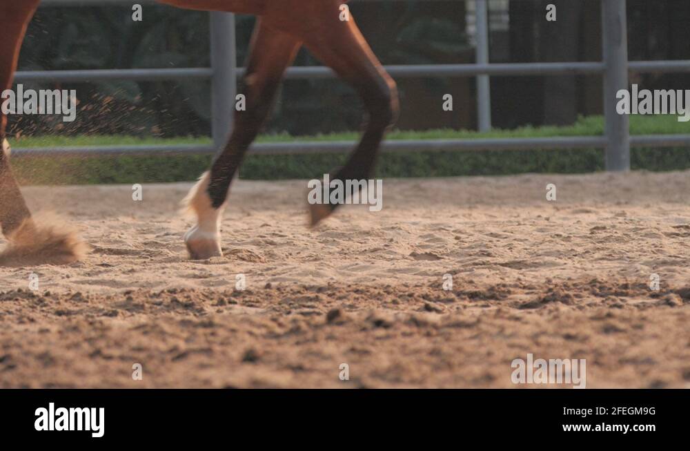 Draft horse gallop Stock Videos & Footage HD and 4K Video Clips Alamy