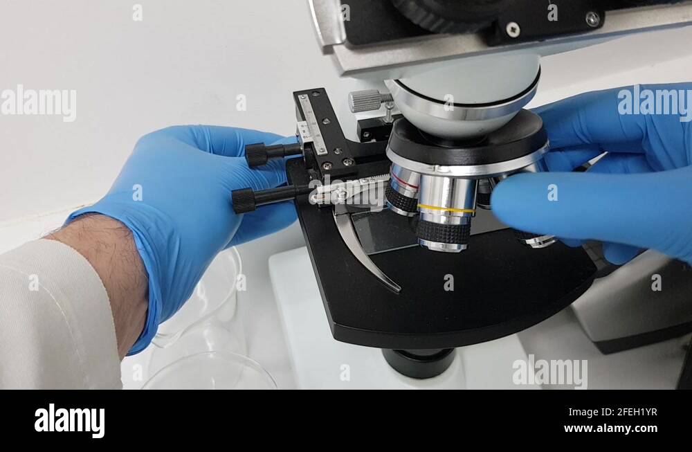 Biological stage Stock Videos & Footage HD and 4K Video Clips Alamy