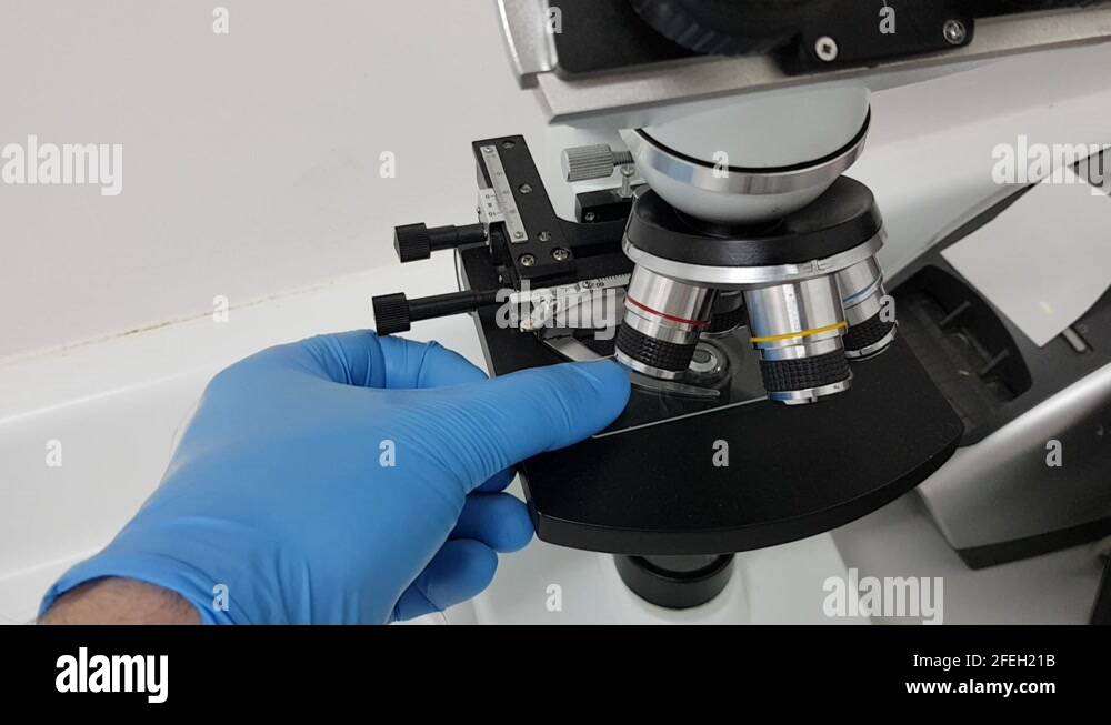 Microscope slide specimen Stock Videos & Footage HD and 4K Video