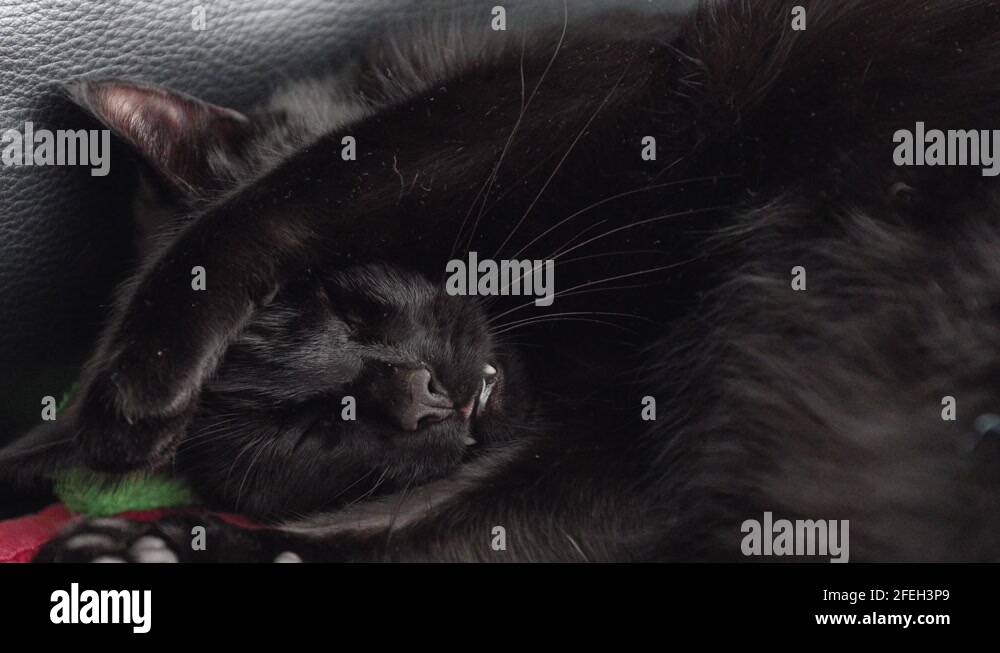 Paw on the face Stock Videos & Footage HD and 4K Video Clips Alamy