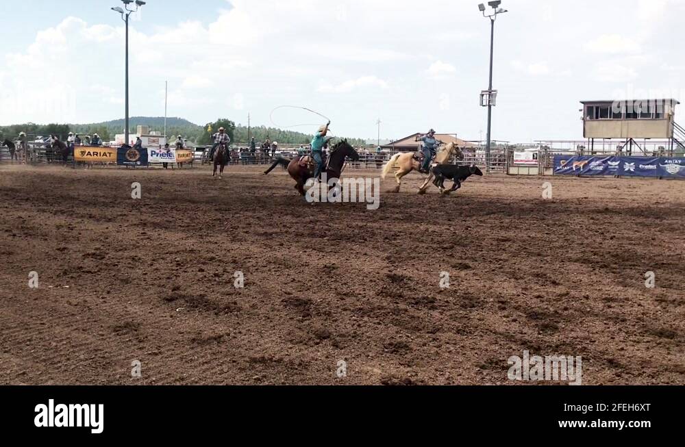 Two cowboys participating in the team roping competition at the fourth ...