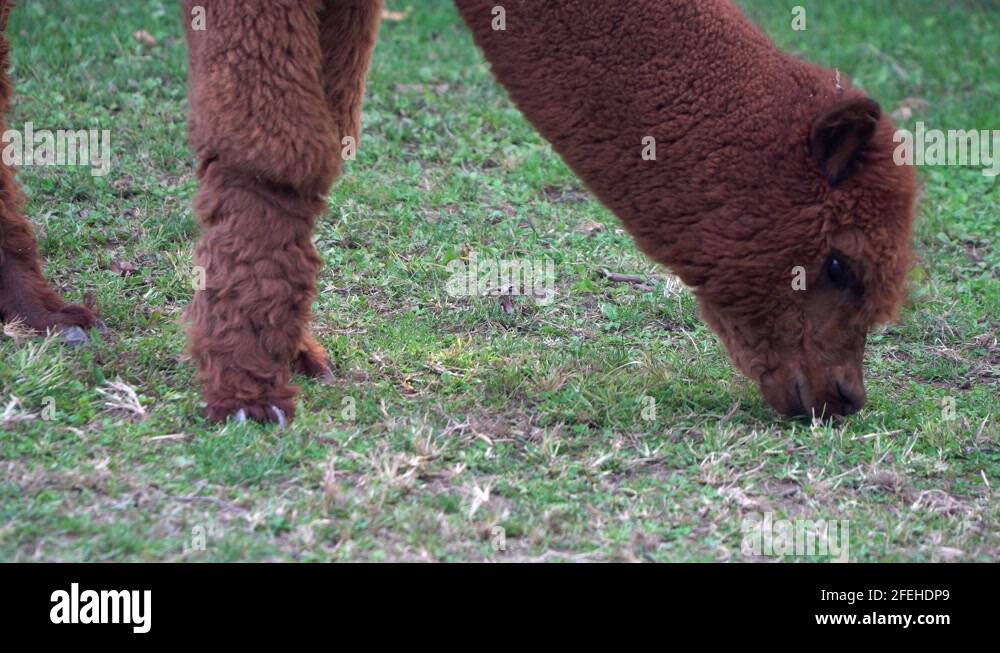 Alpaca eating grass Stock Videos & Footage HD and 4K Video Clips Alamy