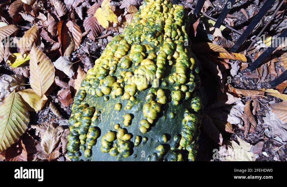 Yellow green gourd Stock Videos & Footage HD and 4K Video Clips Alamy