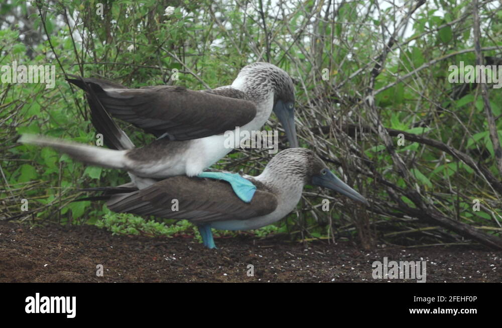 Cloaca animal Stock Videos & Footage - HD and 4K Video Clips - Alamy