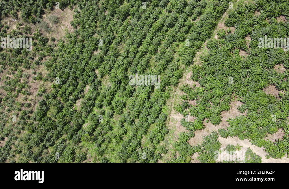 Coffee plantations in Colombia south america 4 Stock Video Footage Alamy