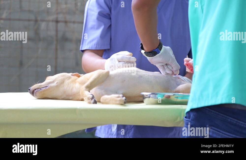 A dog undergoing a castration procedure by veterinarians Stock Video