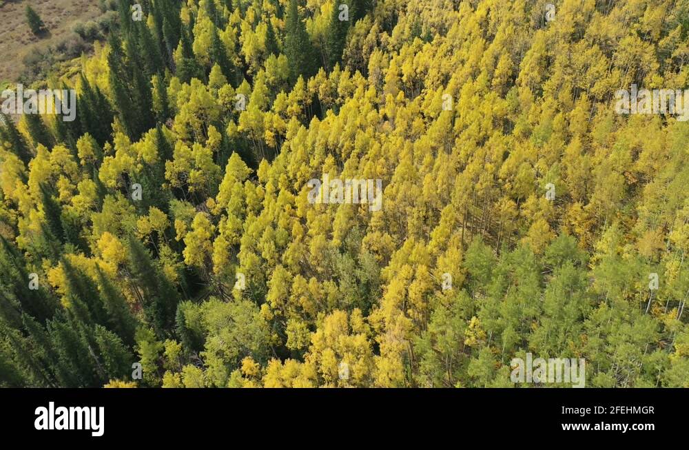Aspens fall Stock Videos & Footage HD and 4K Video Clips Alamy