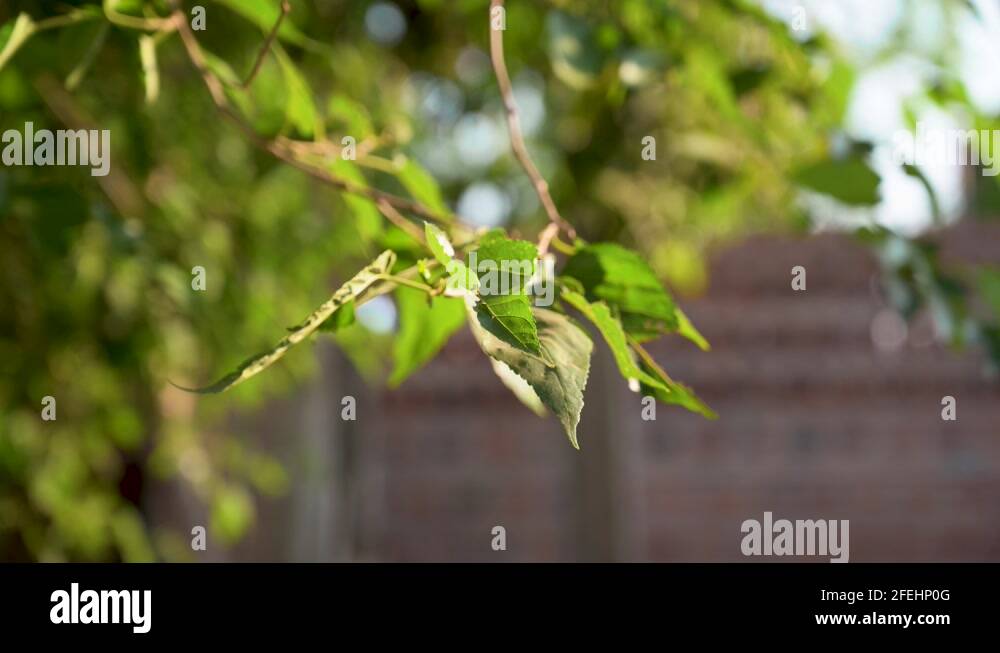 Mora tree Stock Videos & Footage - HD and 4K Video Clips - Alamy