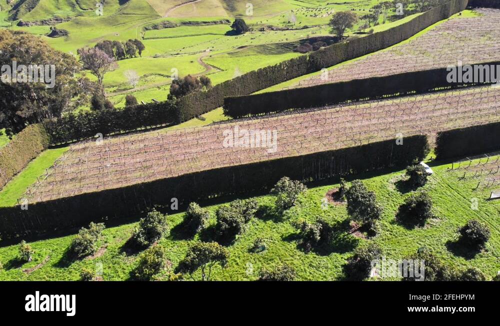 Kiwi fruit orchard new zealand Stock Videos & Footage - HD and 4K Video ...