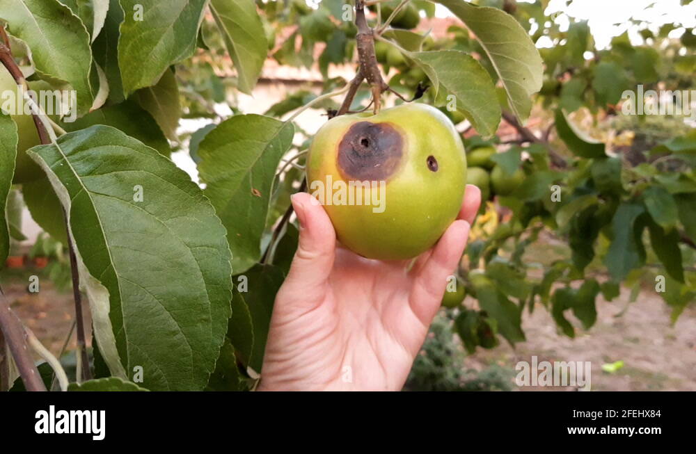 Hand touched a rotten green apple on a tree. Fruit with wormholes Stock
